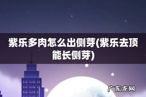 紫乐去顶能长侧芽 紫乐多肉怎么出侧芽