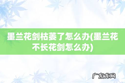 墨兰花不长花剑怎么办 墨兰花剑枯萎了怎么办