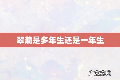 翠菊是多年生还是一年生