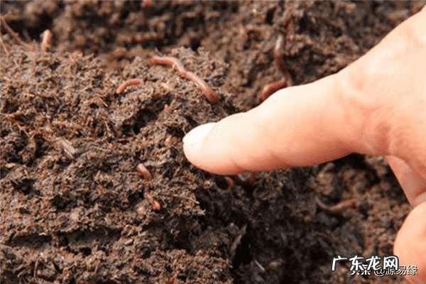 风水家里有蚯蚓好不好 家里有蚯蚓是什么风水