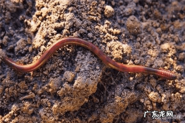 风水家里有蚯蚓好不好 家里有蚯蚓是什么风水