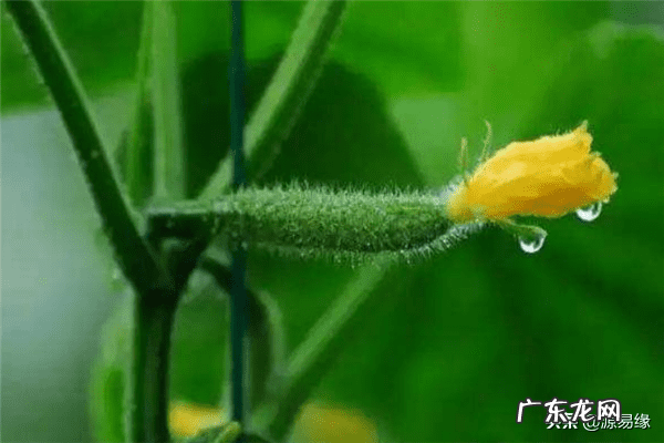 风水家里有蚯蚓好不好 家里有蚯蚓是什么风水