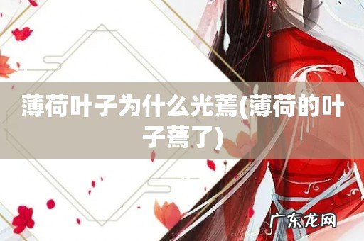 薄荷的叶子蔫了 薄荷叶子为什么光蔫