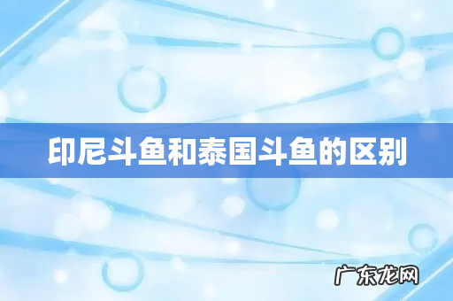 印尼斗鱼和泰国斗鱼的区别