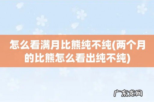 两个月的比熊怎么看出纯不纯 怎么看满月比熊纯不纯