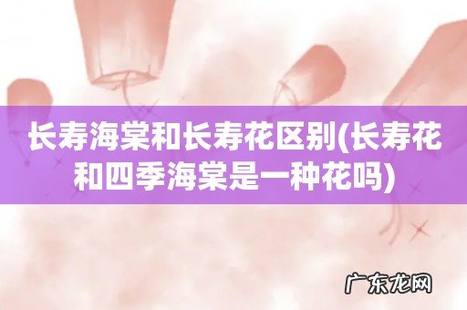 长寿花和四季海棠是一种花吗 长寿海棠和长寿花区别