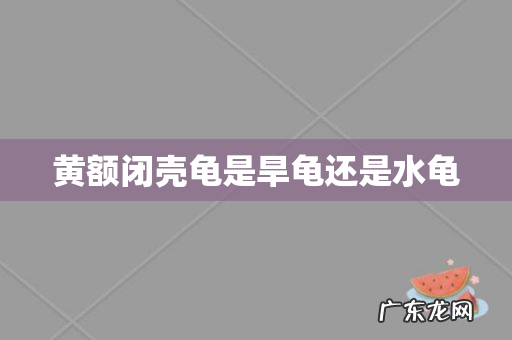 黄额闭壳龟是旱龟还是水龟
