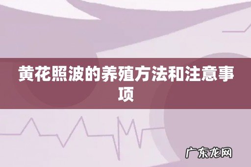 黄花照波的养殖方法和注意事项