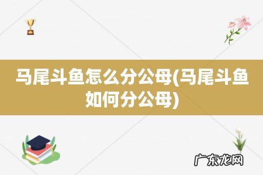 马尾斗鱼如何分公母 马尾斗鱼怎么分公母
