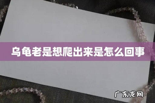 乌龟老是想爬出来是怎么回事
