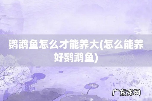 怎么能养好鹦鹉鱼 鹦鹉鱼怎么才能养大