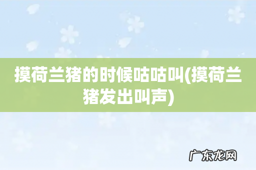 摸荷兰猪发出叫声 摸荷兰猪的时候咕咕叫