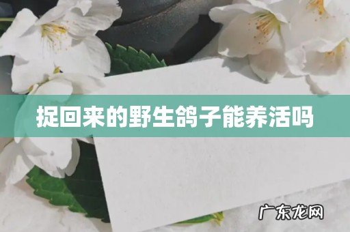 捉回来的野生鸽子能养活吗