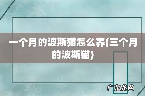 三个月的波斯猫 一个月的波斯猫怎么养