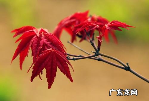 红叶苋菜 红叶苋的风水