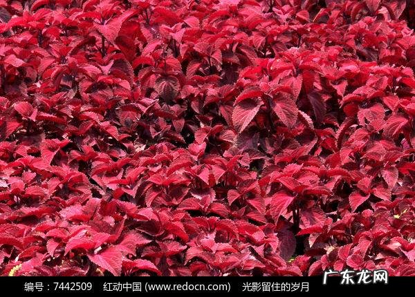 红叶苋菜 红叶苋的风水