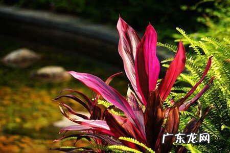 红叶苋菜 红叶苋的风水