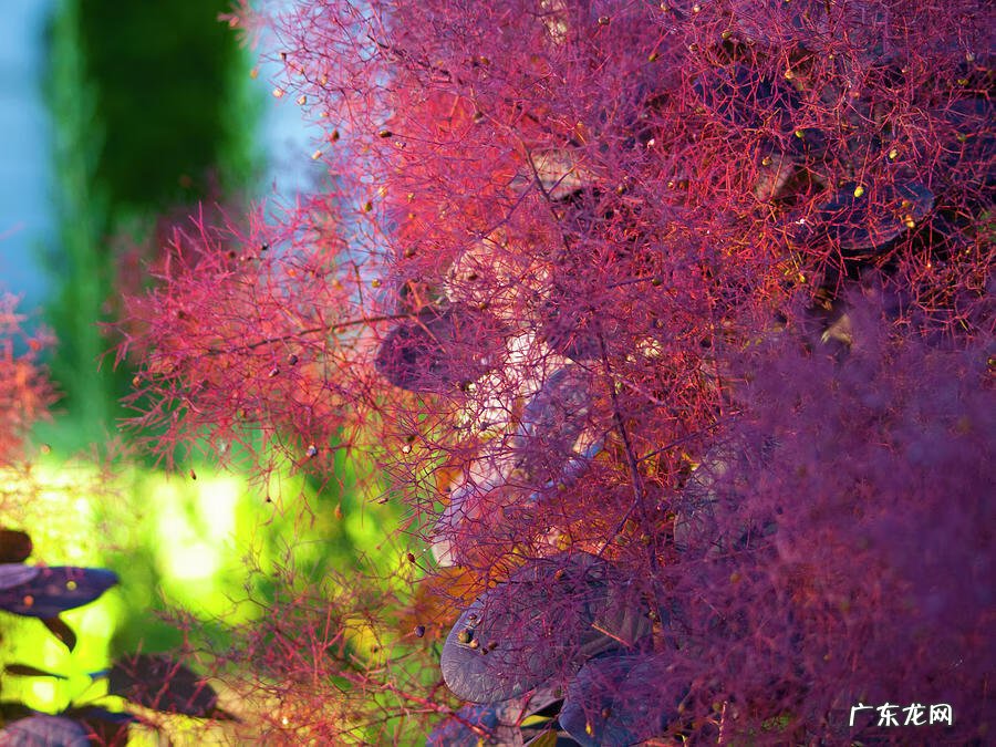 红叶苋菜 红叶苋的风水