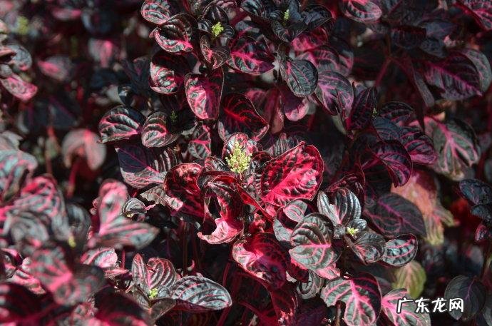 红叶苋菜 红叶苋的风水
