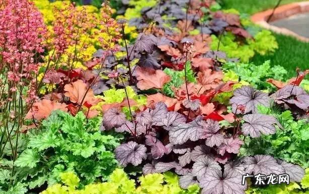 红叶苋菜 红叶苋的风水