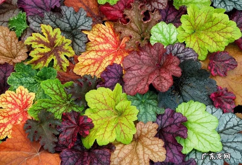 红叶苋菜 红叶苋的风水