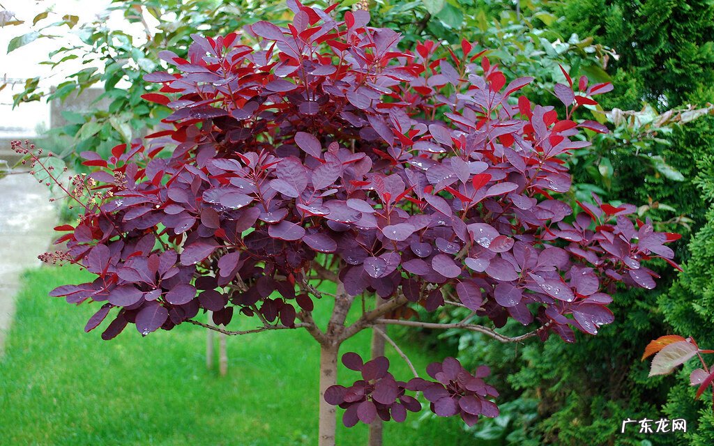 红叶苋菜 红叶苋的风水