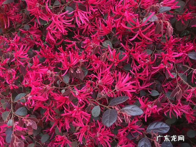 红叶苋菜 红叶苋的风水