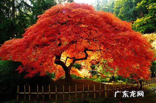 红叶苋菜 红叶苋的风水