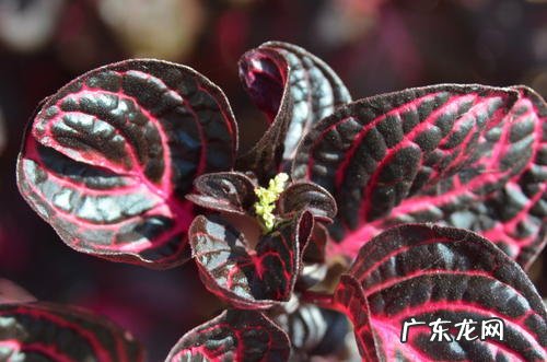 红叶苋菜 红叶苋的风水