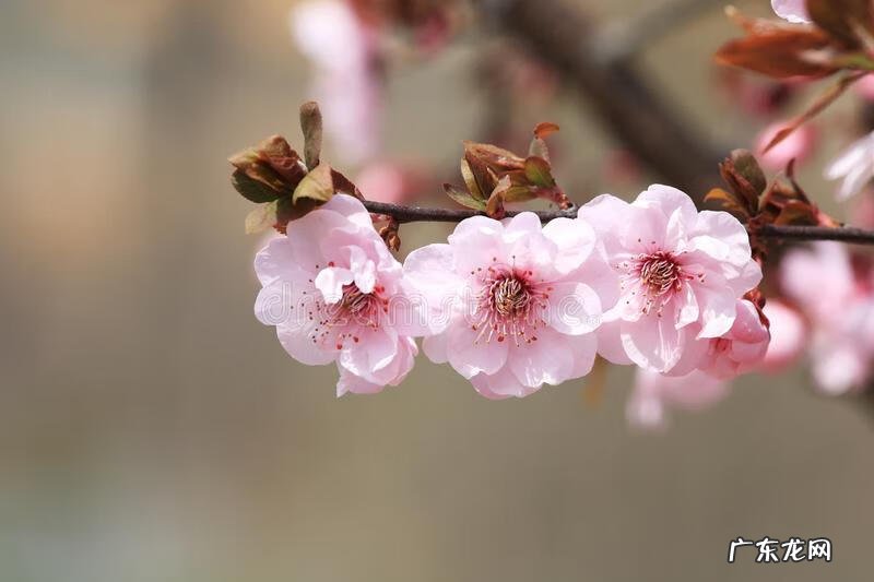 红叶苋菜 红叶苋的风水