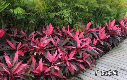 红叶苋菜 红叶苋的风水