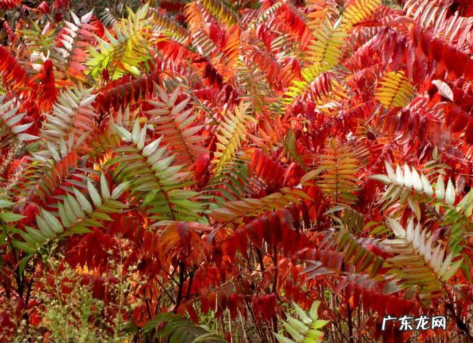 红叶苋菜 红叶苋的风水