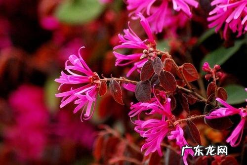 红叶苋菜 红叶苋的风水