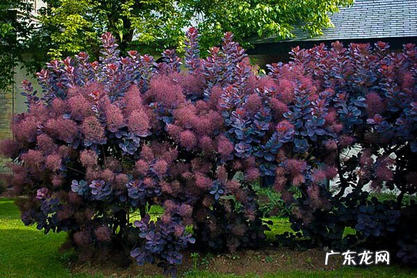 红叶苋菜 红叶苋的风水