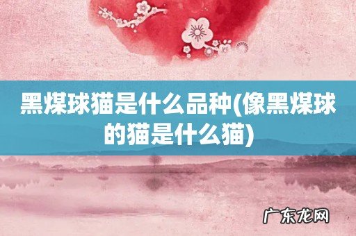 像黑煤球的猫是什么猫 黑煤球猫是什么品种