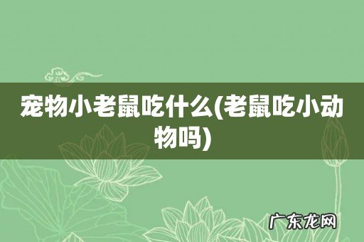 老鼠吃小动物吗 宠物小老鼠吃什么
