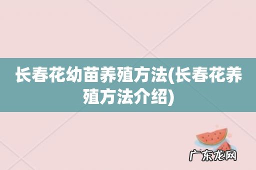 长春花养殖方法介绍 长春花幼苗养殖方法