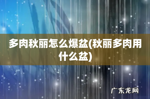 秋丽多肉用什么盆 多肉秋丽怎么爆盆