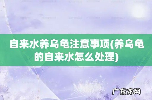 养乌龟的自来水怎么处理 自来水养乌龟注意事项