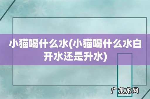 小猫喝什么水白开水还是升水 小猫喝什么水