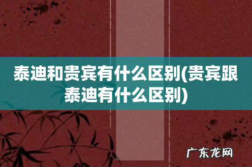 贵宾跟泰迪有什么区别 泰迪和贵宾有什么区别