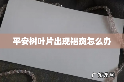 平安树叶片出现褐斑怎么办