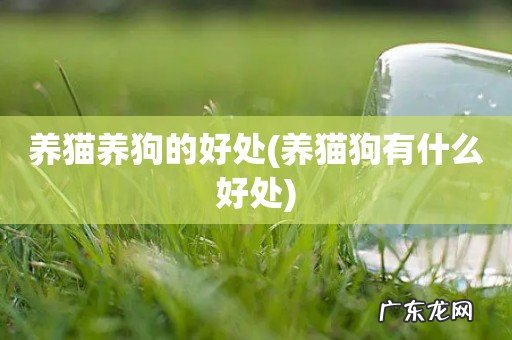 养猫狗有什么好处 养猫养狗的好处