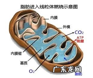 左旋肉碱对身体危害大不大 左旋肉碱的危害大吗