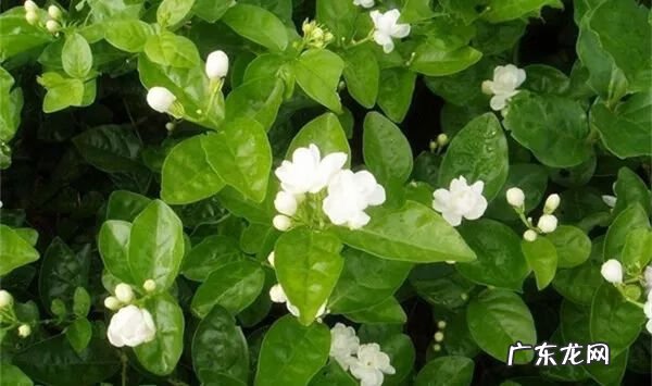 黄豆风水作用 绿豆的风水作用