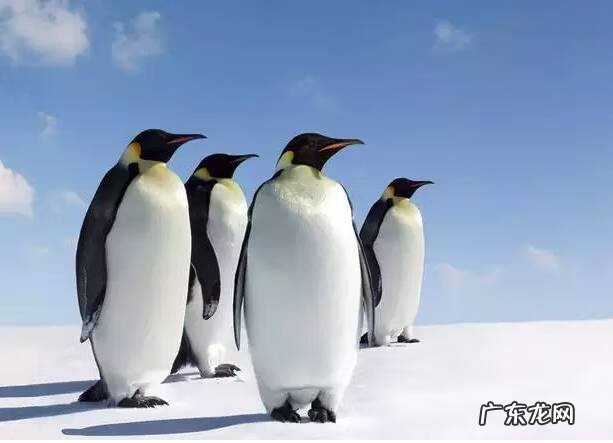 山东姜姓 姜在风水中的说法