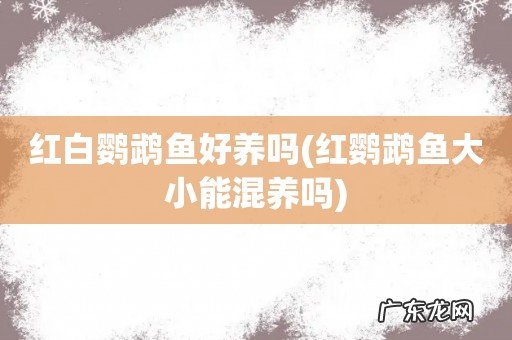 红鹦鹉鱼大小能混养吗 红白鹦鹉鱼好养吗