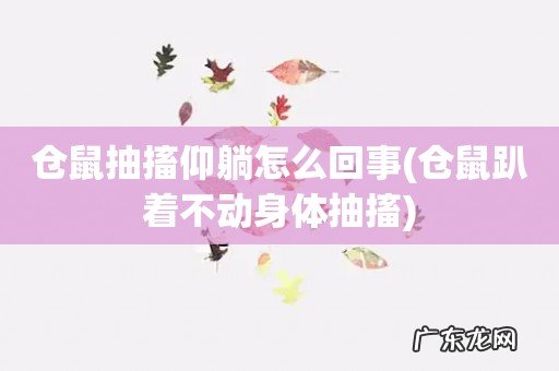 仓鼠趴着不动身体抽搐 仓鼠抽搐仰躺怎么回事