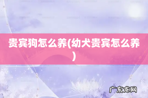 幼犬贵宾怎么养 贵宾狗怎么养