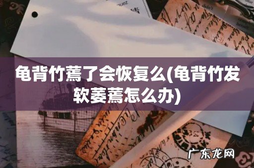 龟背竹发软萎蔫怎么办 龟背竹蔫了会恢复么